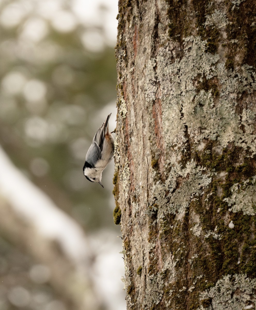 Trepador Pechiblanco - ML647666971