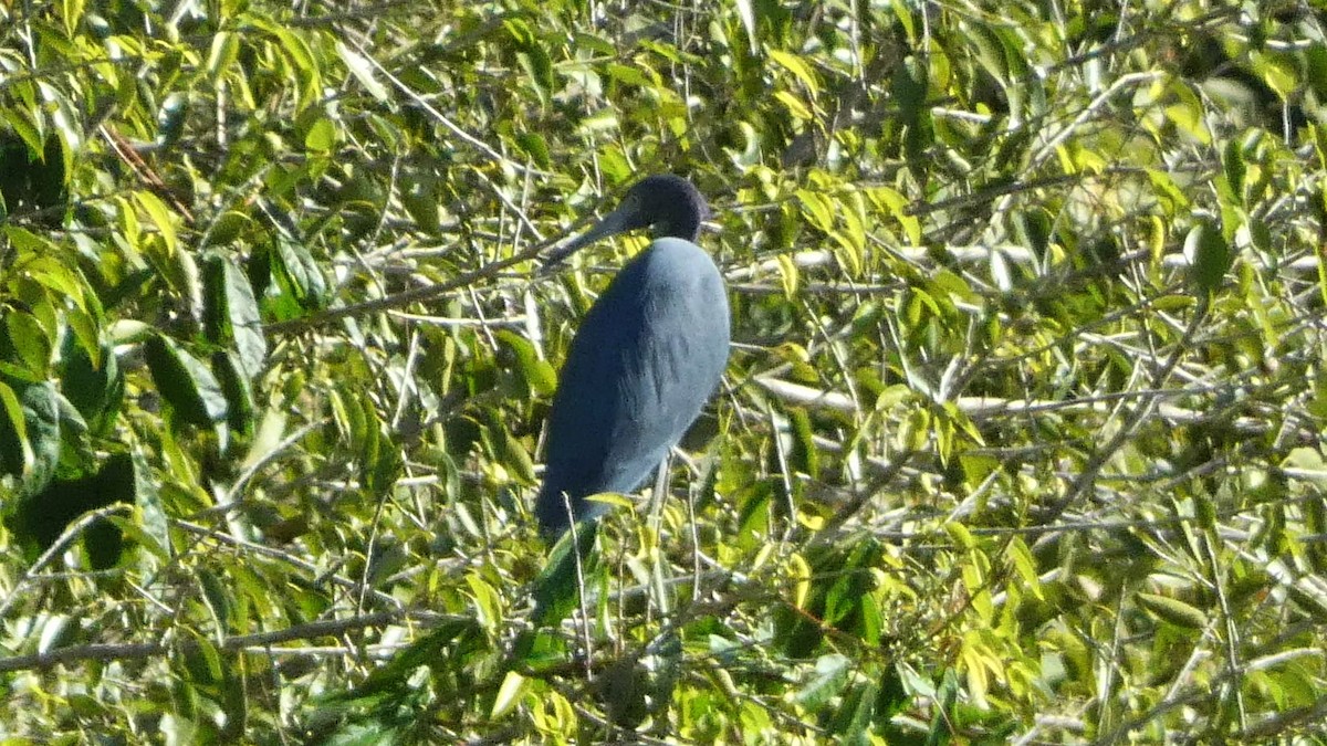 Garceta Azul - ML647666972