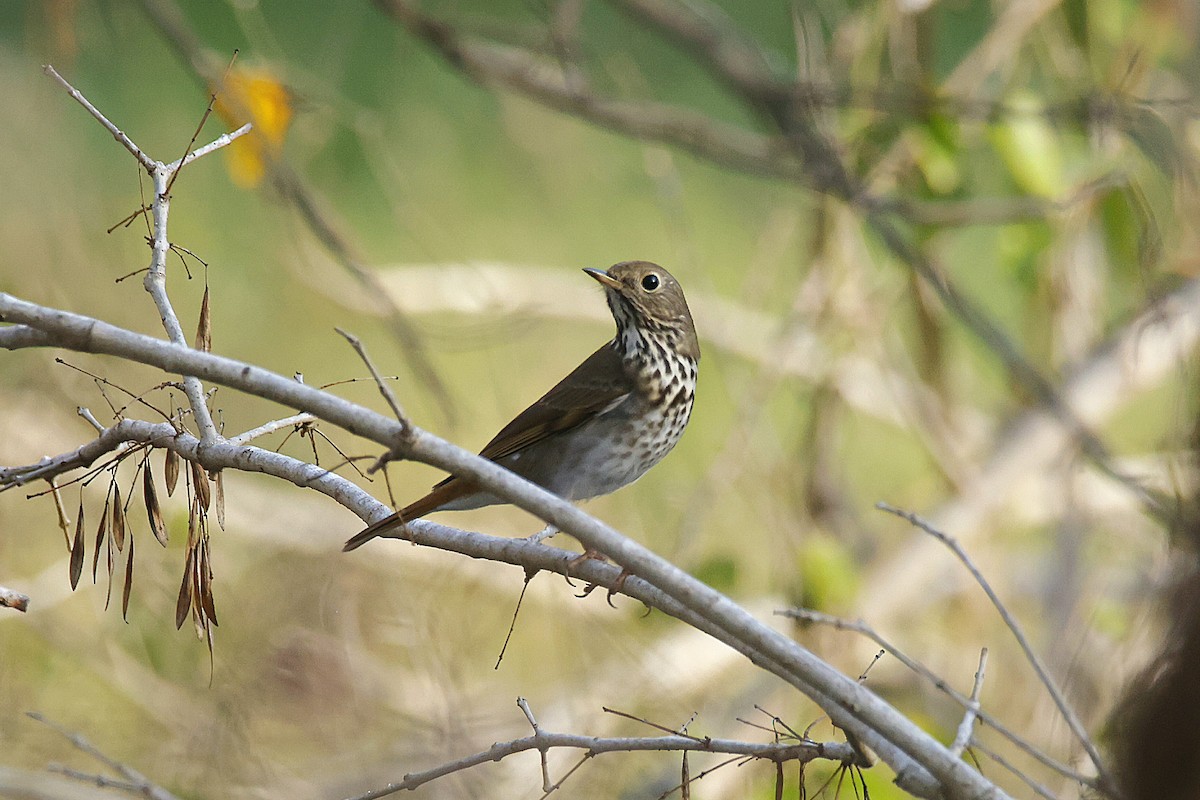 Zorzalito Colirrufo - ML647666973