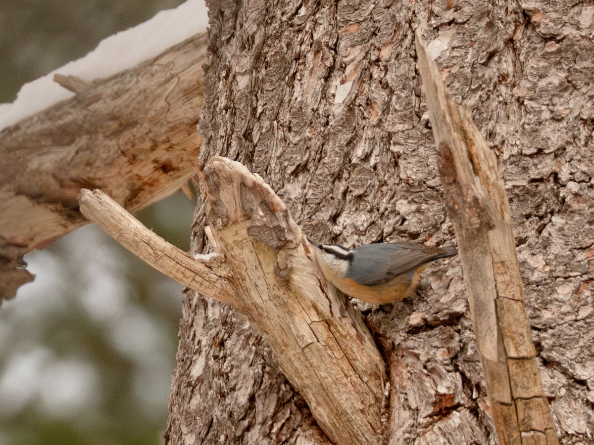 Trepador Canadiense - ML647666976