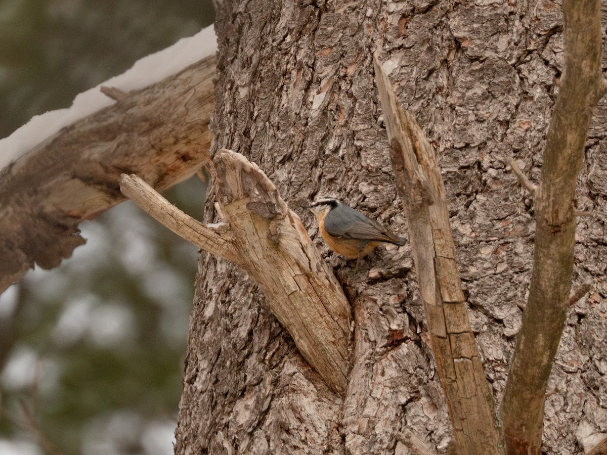 Trepador Canadiense - ML647666977