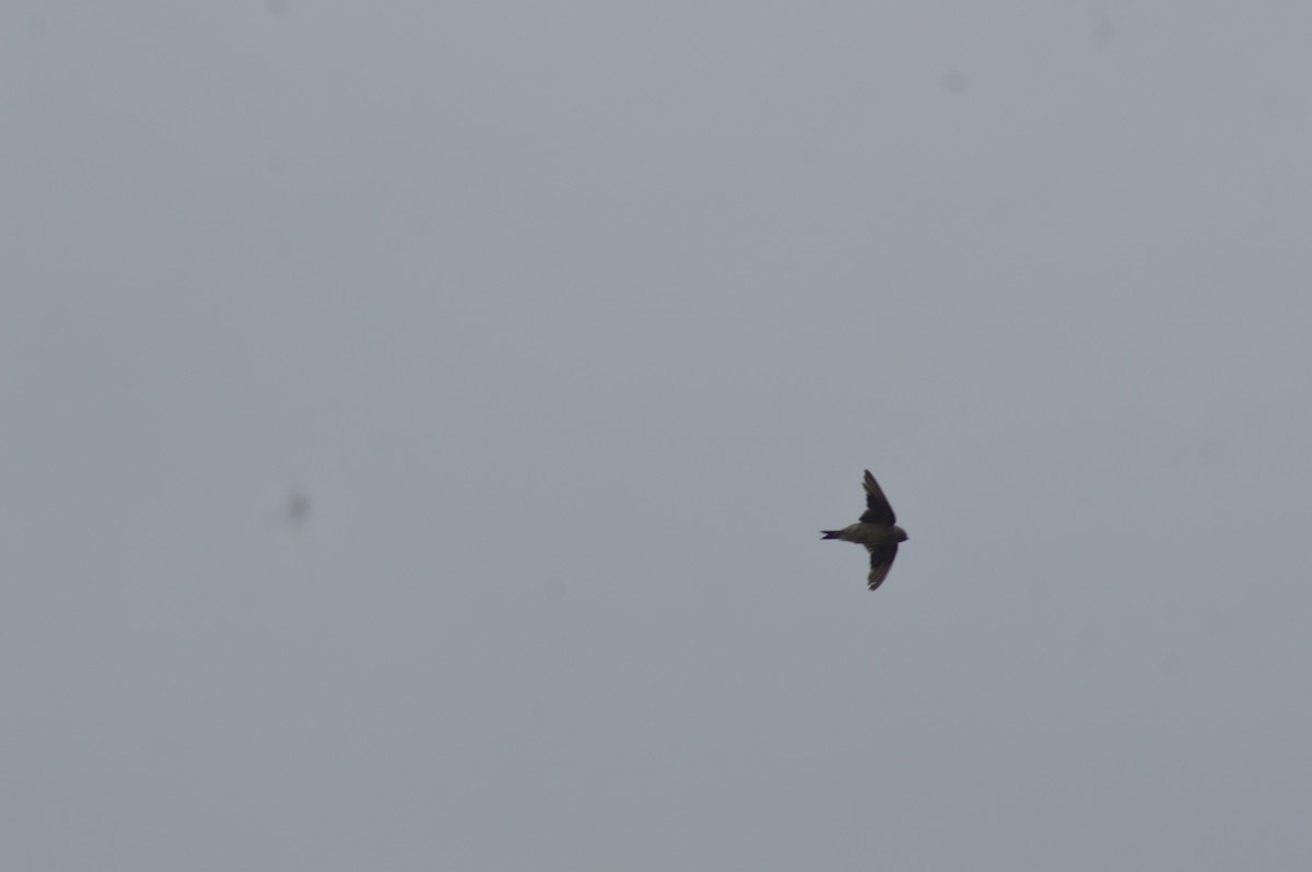 Vencejo Moro - ML647666978