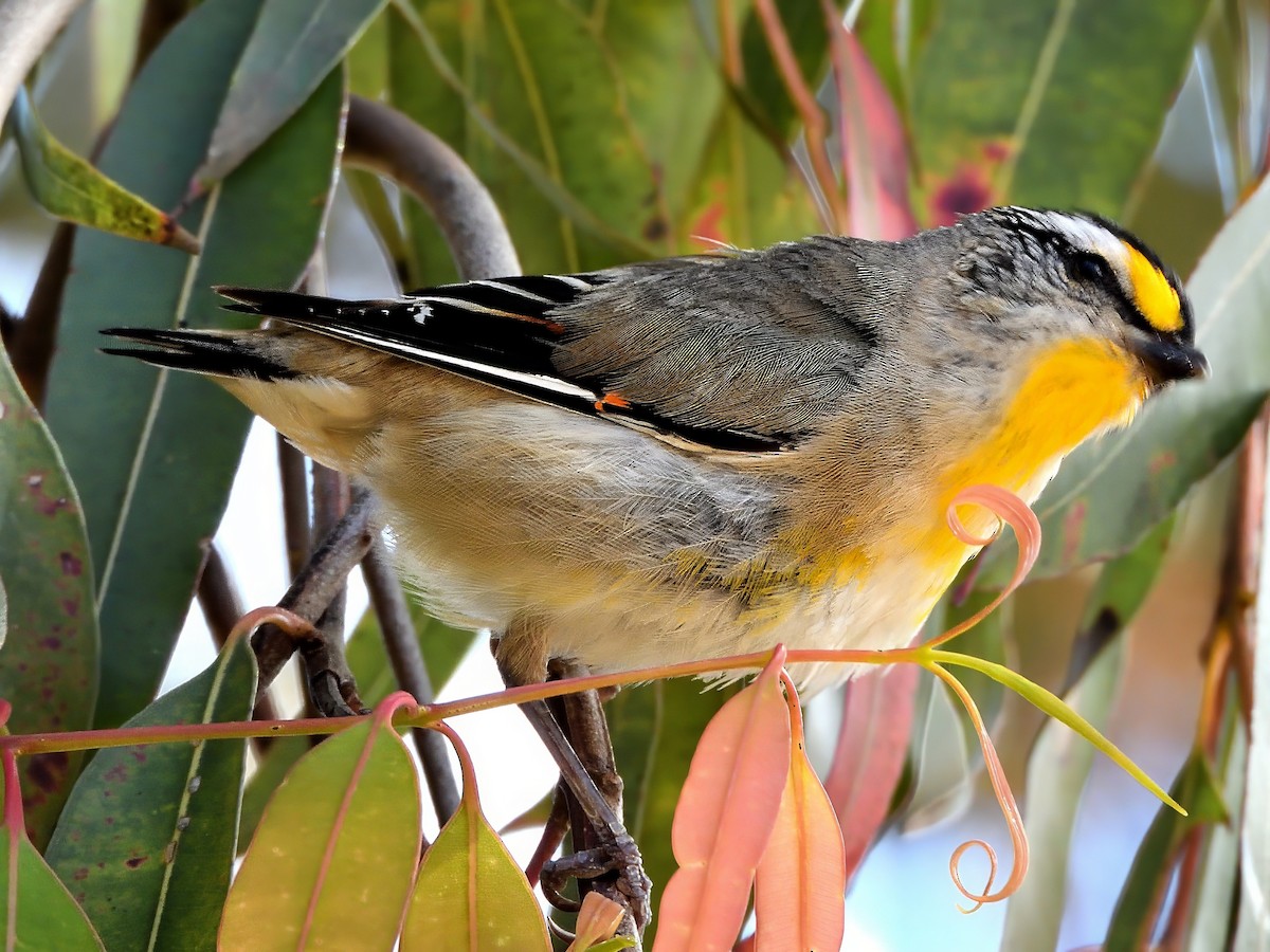 Pardalote Estriado (ornatus) - ML647666979