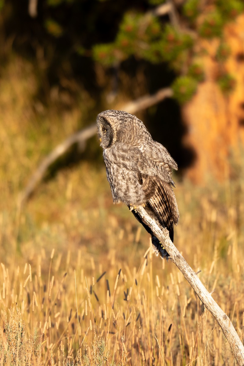 Cárabo Lapón - ML647666981