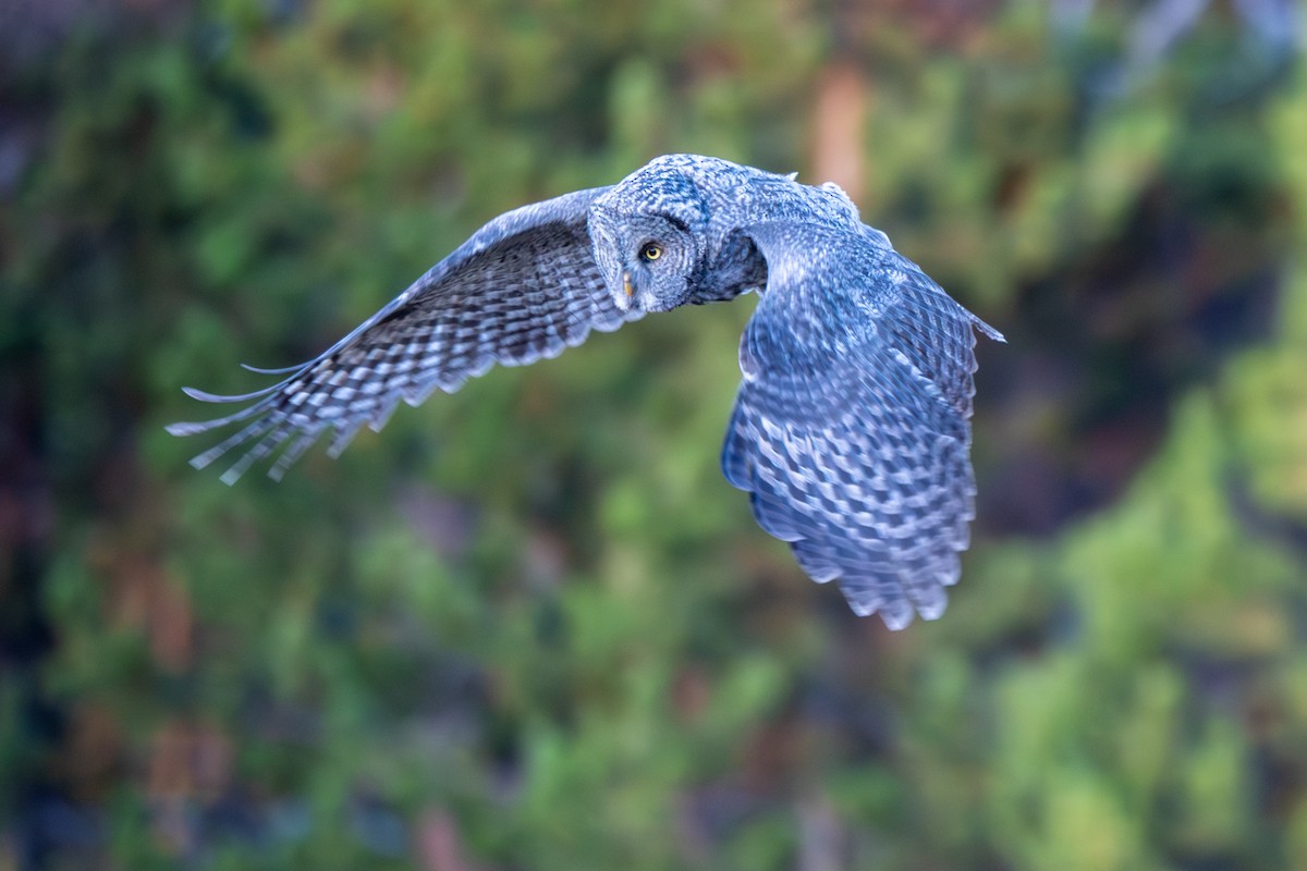 Cárabo Lapón - ML647666982