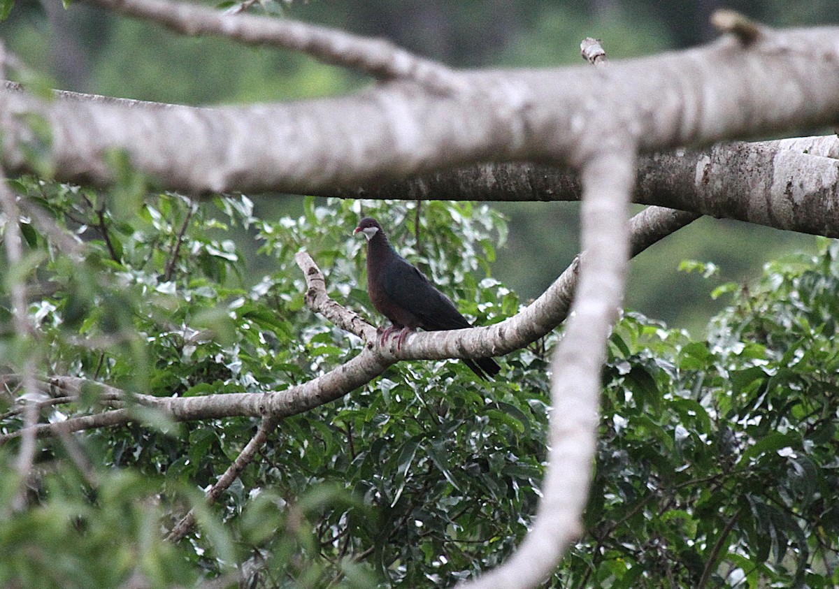 Paloma Gorjiblanca - ML647666983