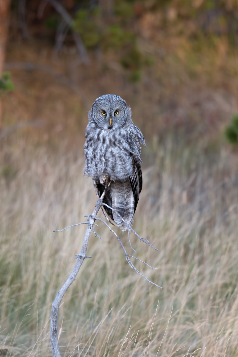 Cárabo Lapón - ML647666984