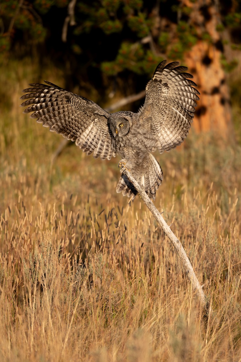 Cárabo Lapón - ML647666985