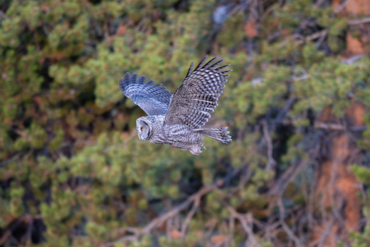 Cárabo Lapón - ML647666988