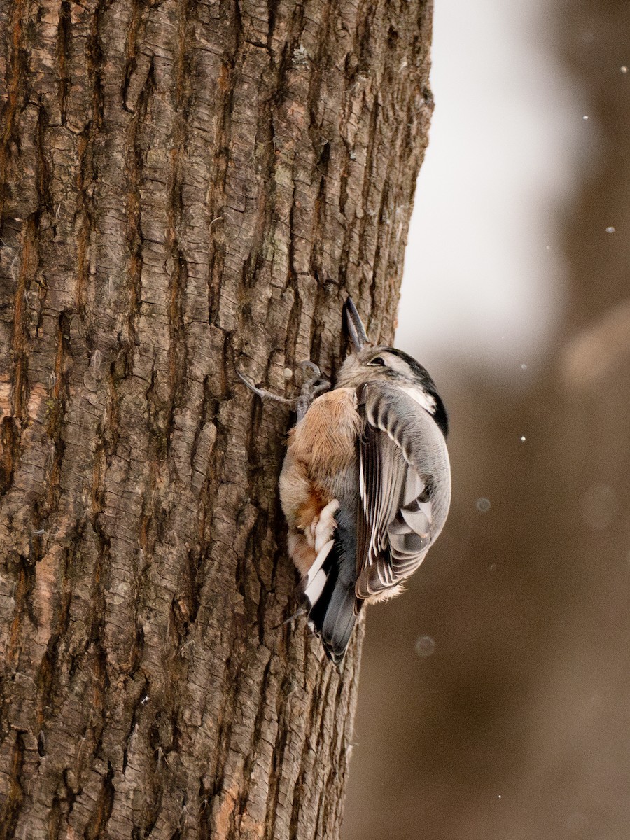 Trepador Pechiblanco - ML647666995