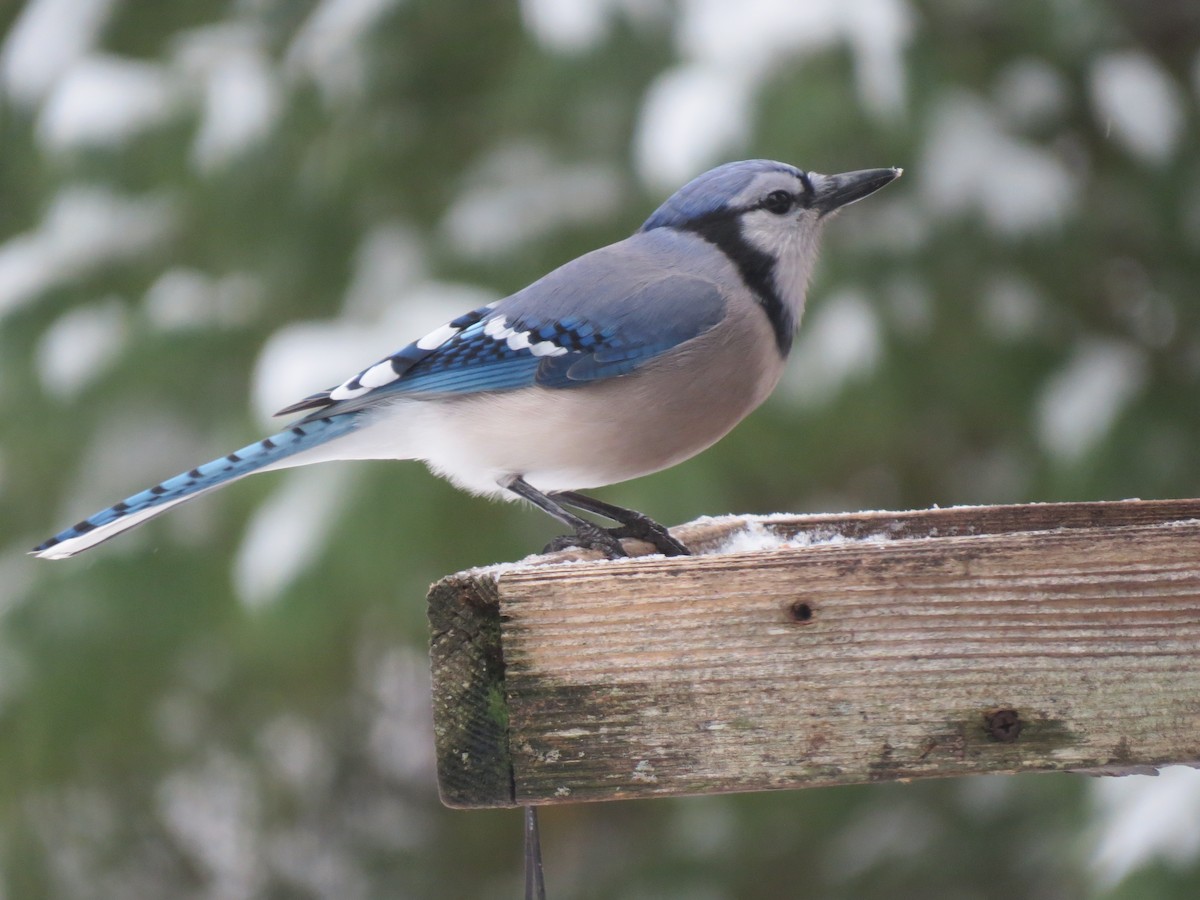 Chara Azul - ML647666996