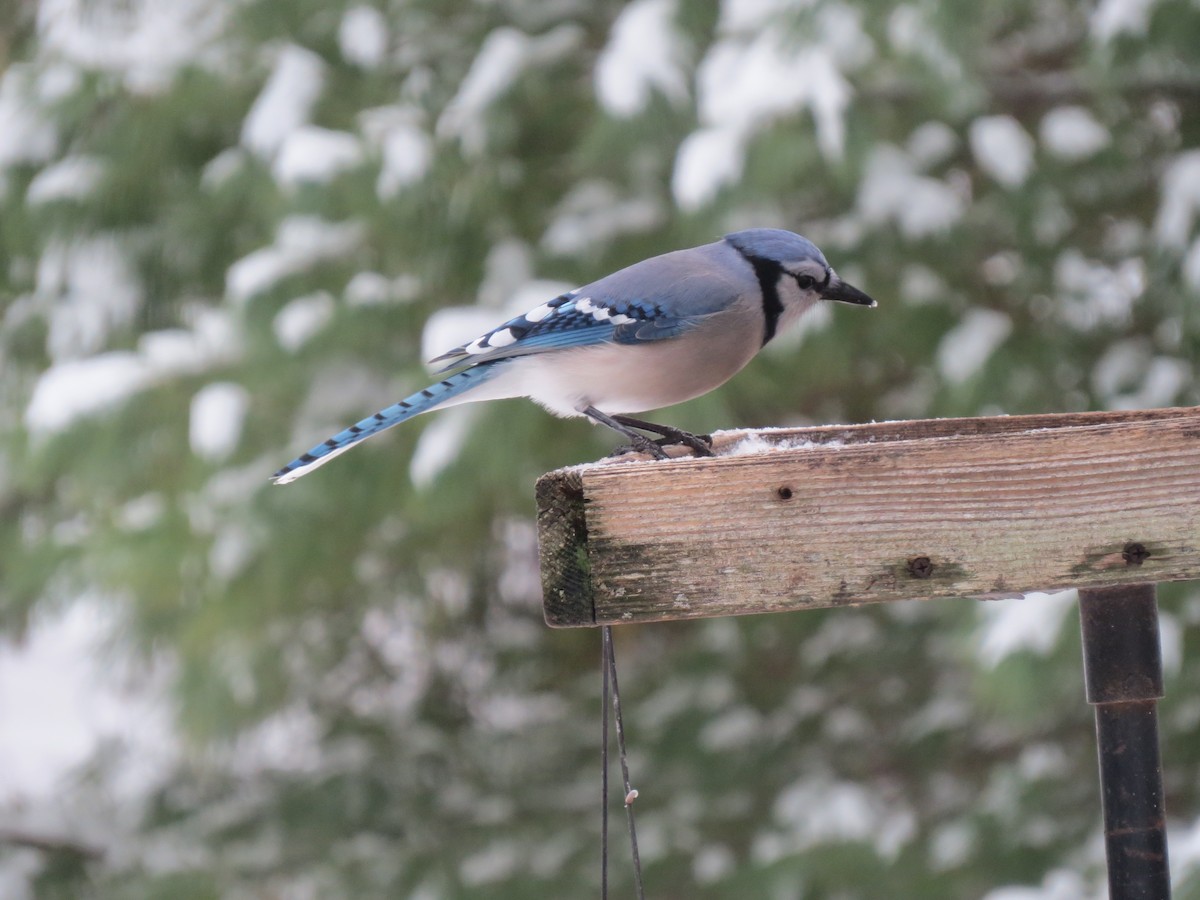 Chara Azul - ML647666997