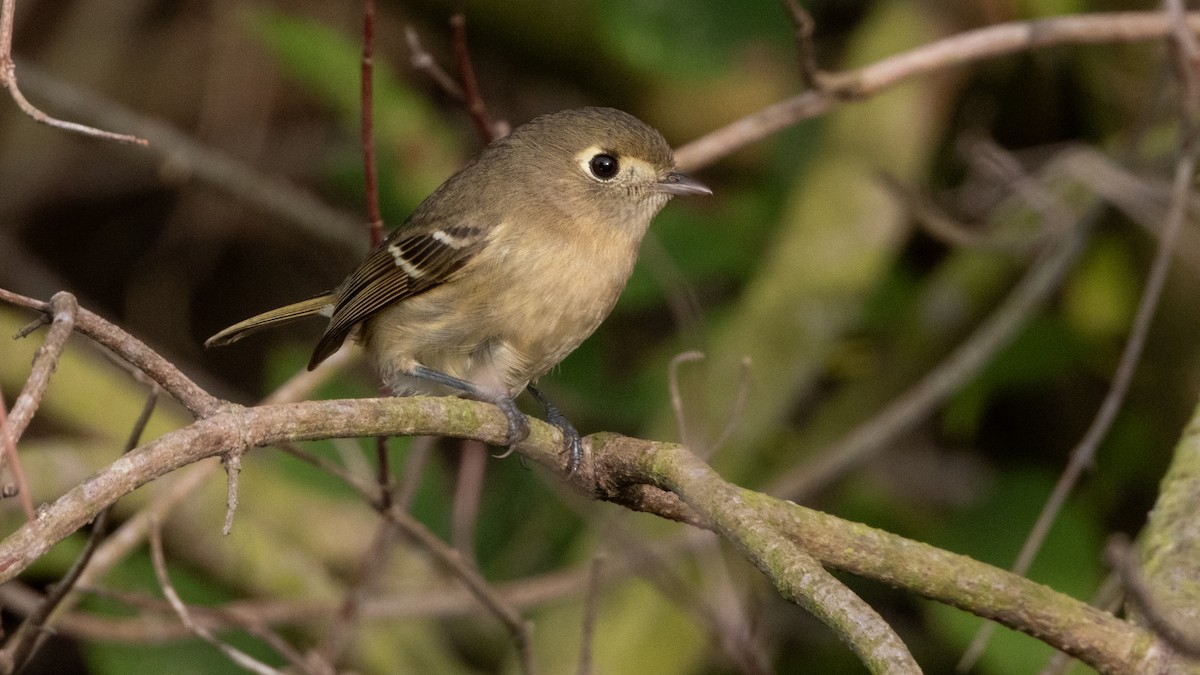 Vireo de Hutton - ML647666998