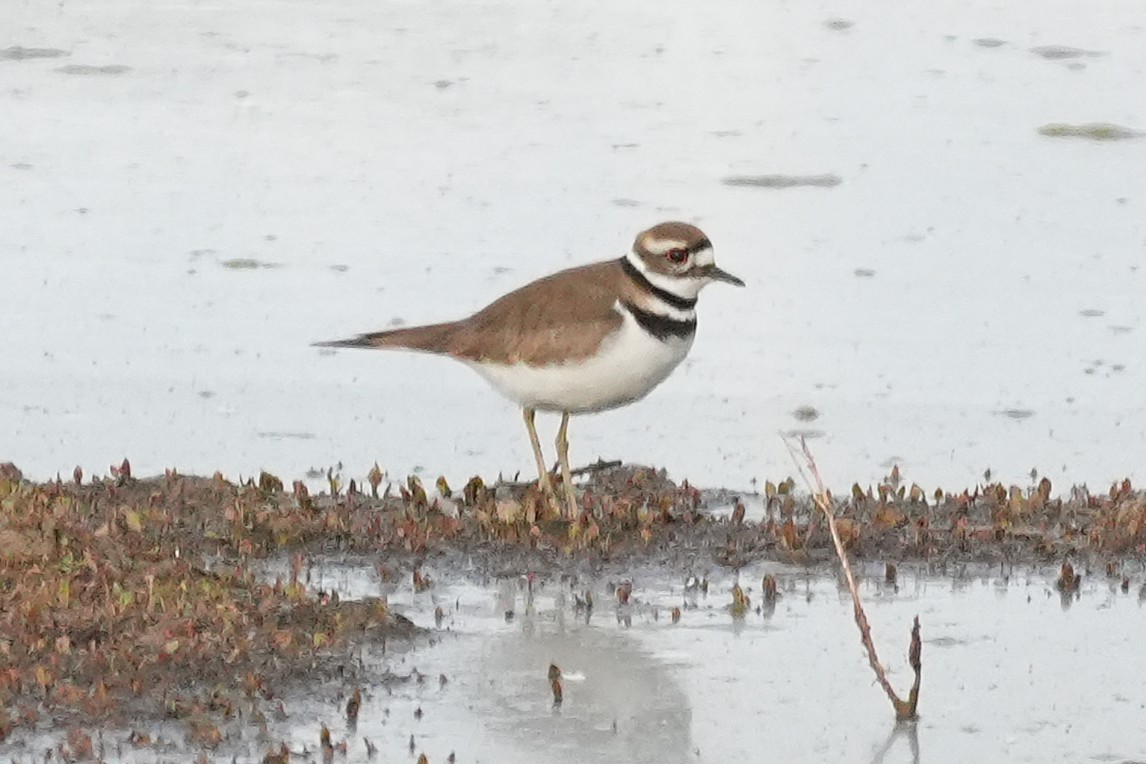 Chorlitejo Culirrojo - ML647666999