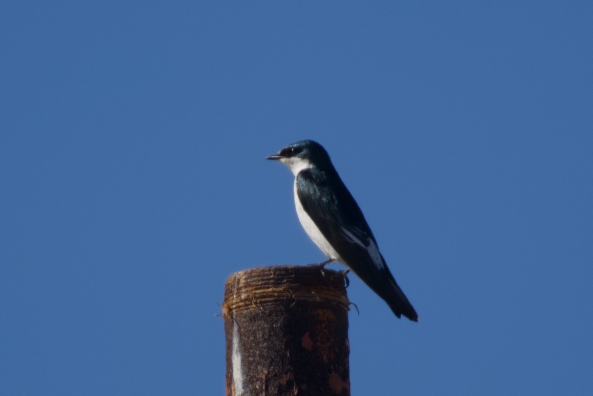 Golondrina de Manglar - ML647667000
