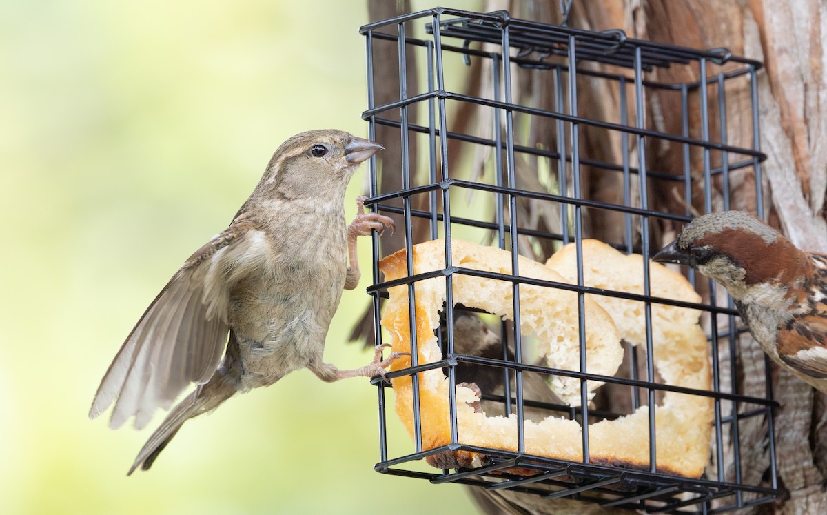 Горобець хатній - ML647667007