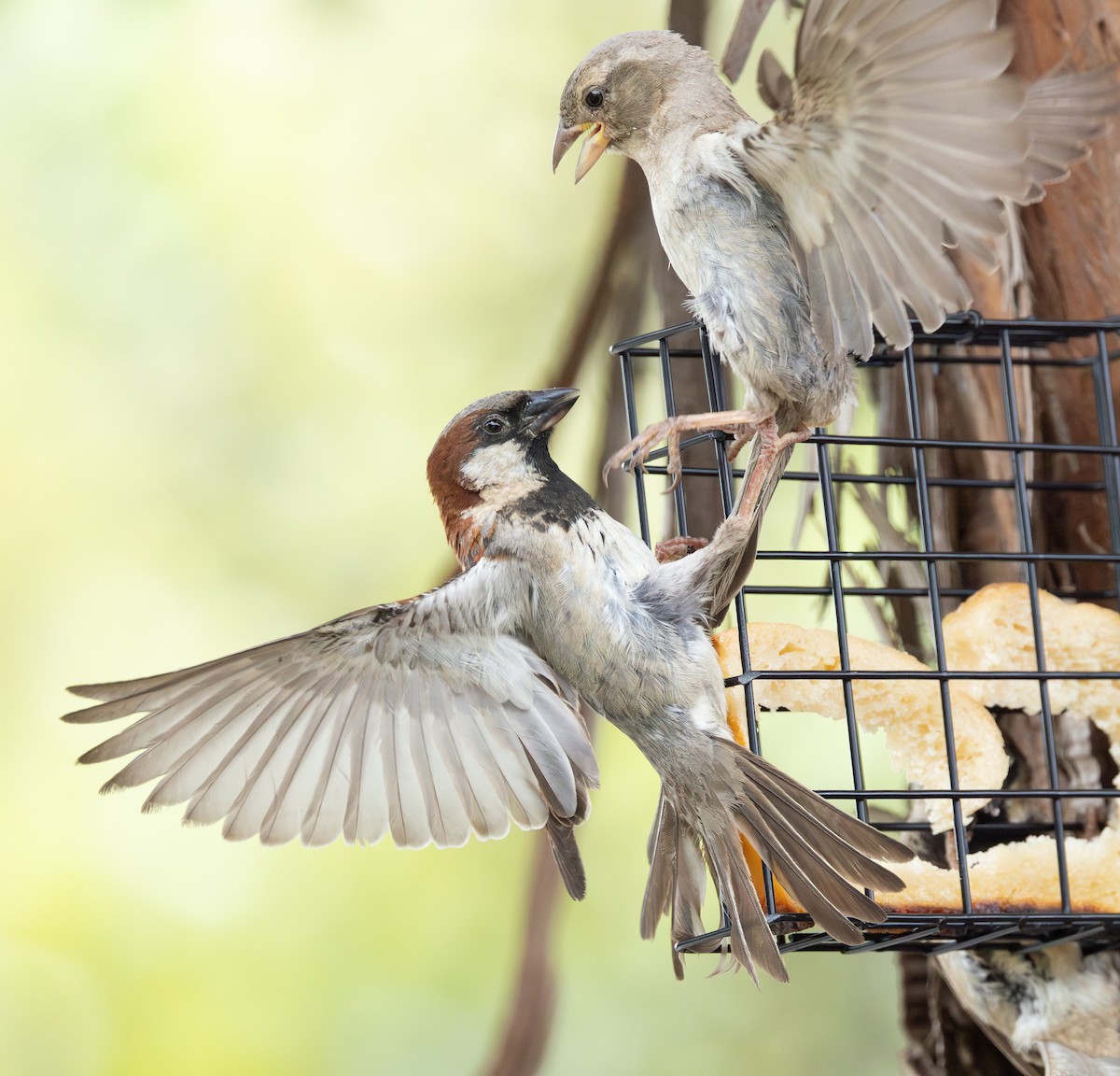 Горобець хатній - ML647667008