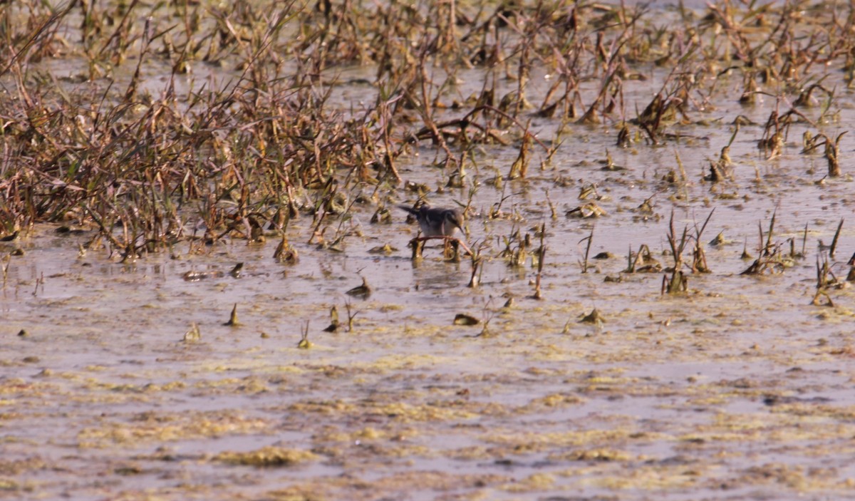 黃頭鶺鴒 - ML647667041