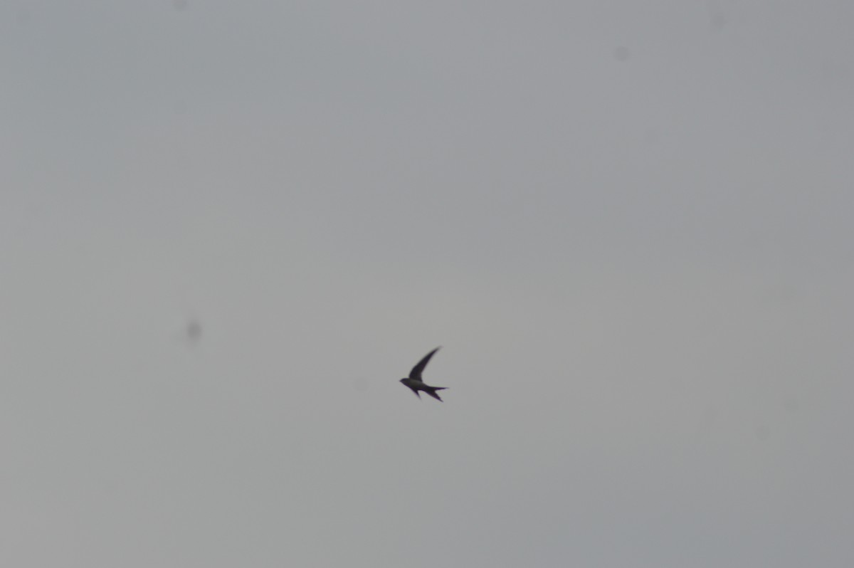 Asian Palm Swift - ML647667053