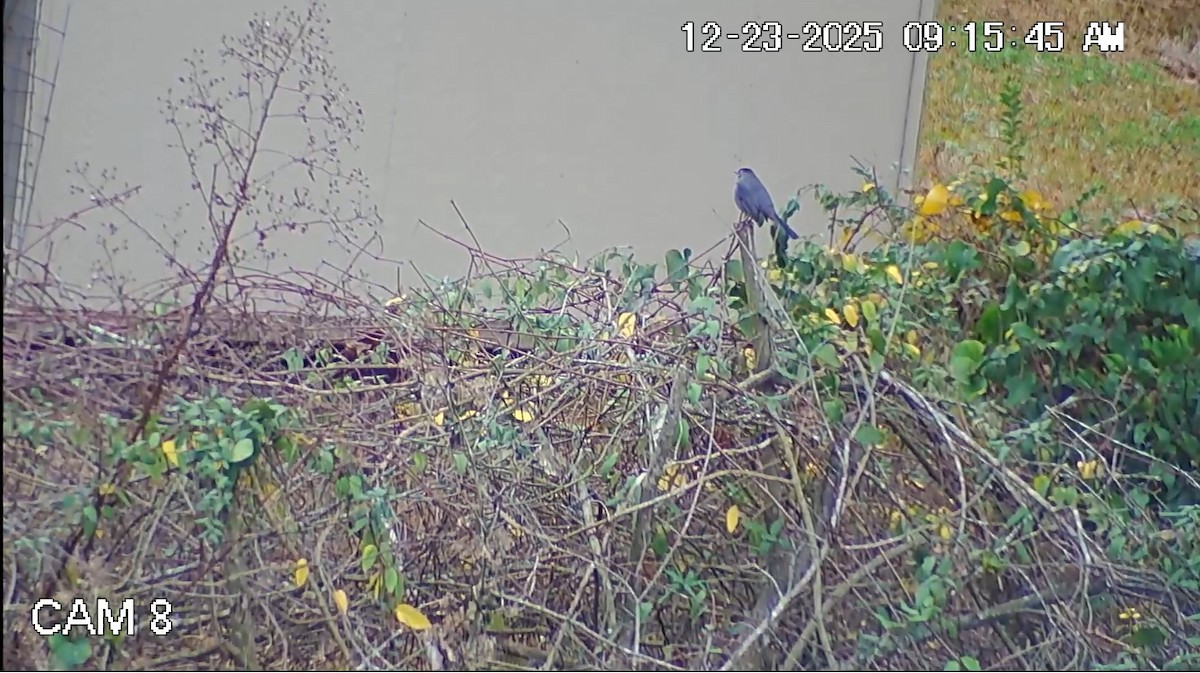 Gray Catbird - ML647667057