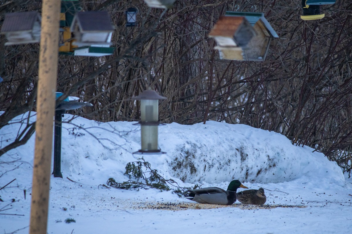 Mallard - ML647667071