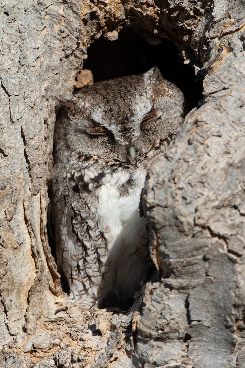 Eastern Screech-Owl - ML647667072