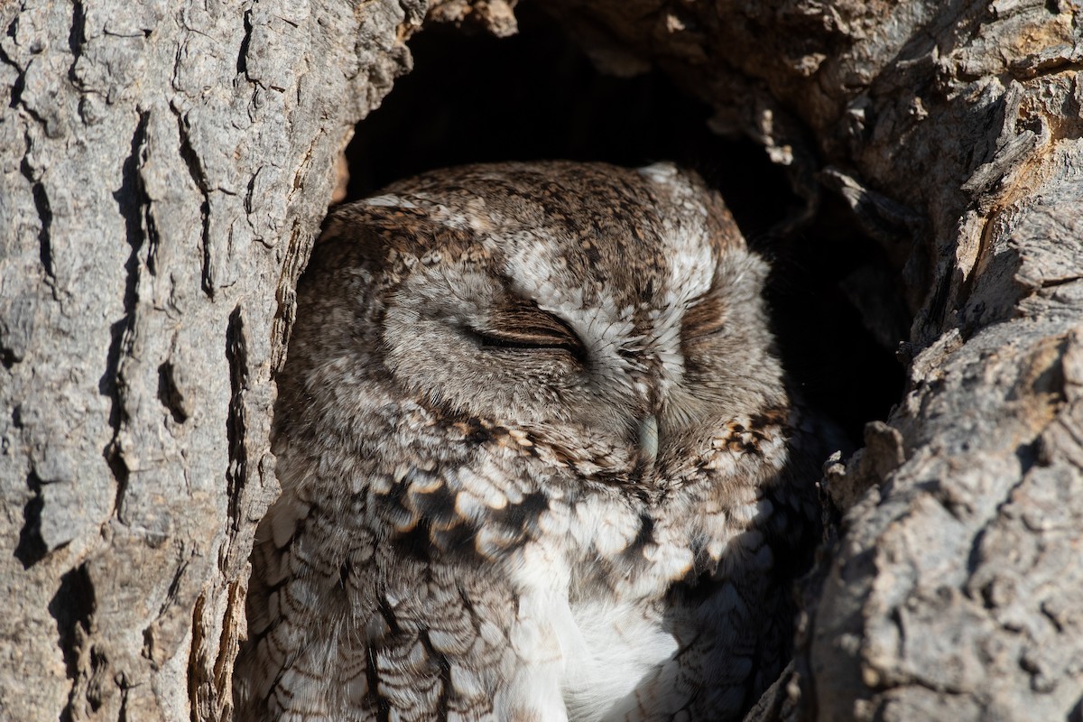 Eastern Screech-Owl - ML647667073