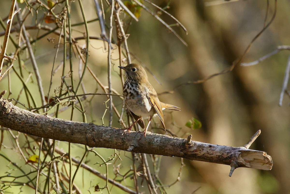 Hermit Thrush - ML647667075