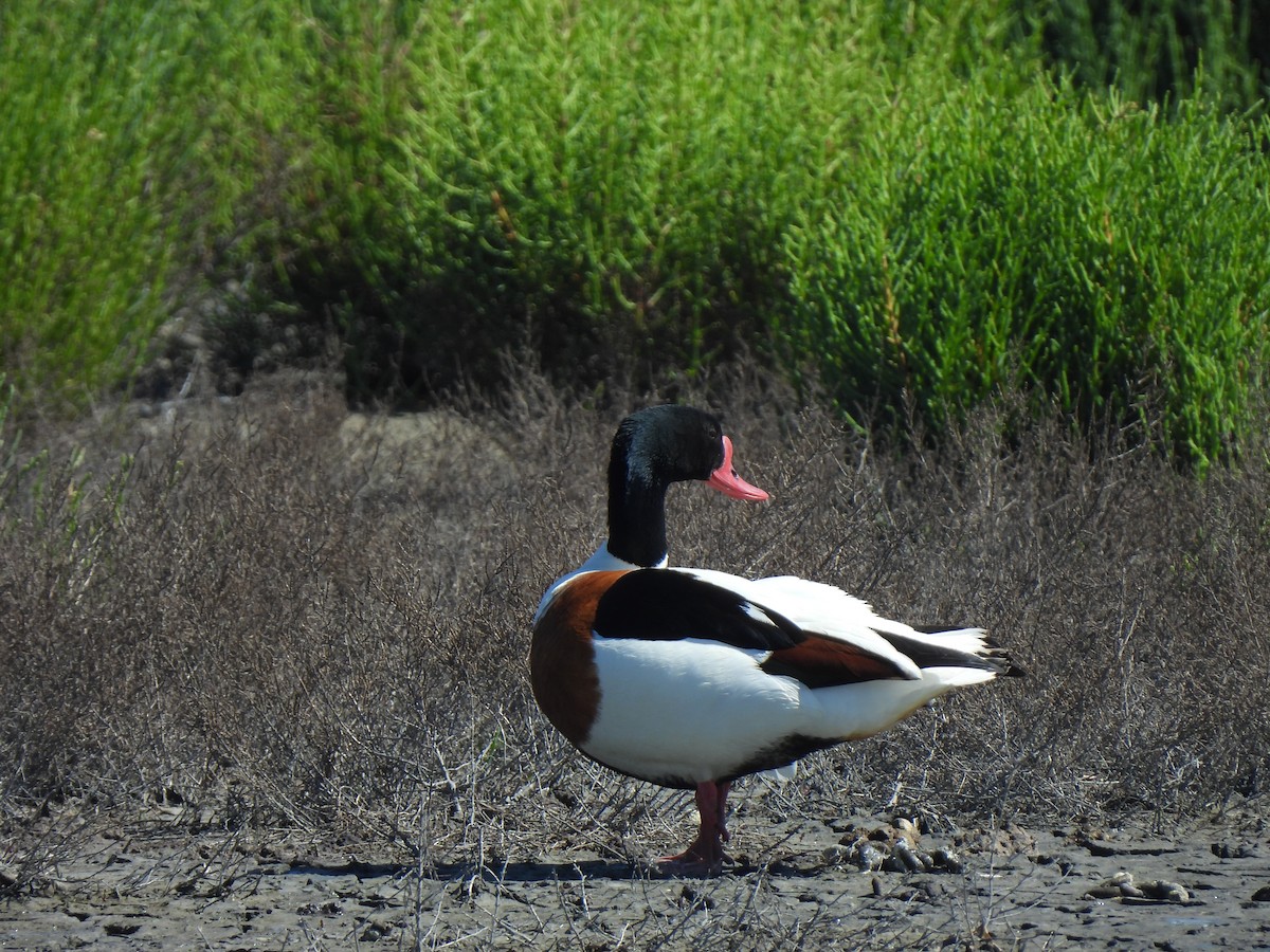 Common Shelduck - ML647667079