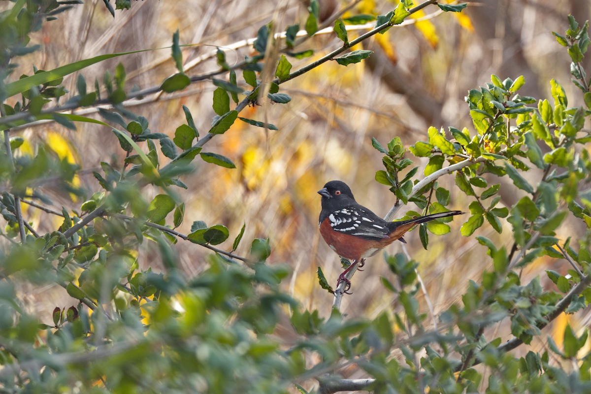 Spotted Towhee - ML647667080