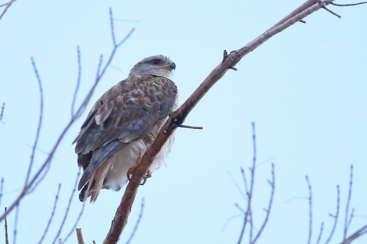 Ferruginous Hawk - ML647667087