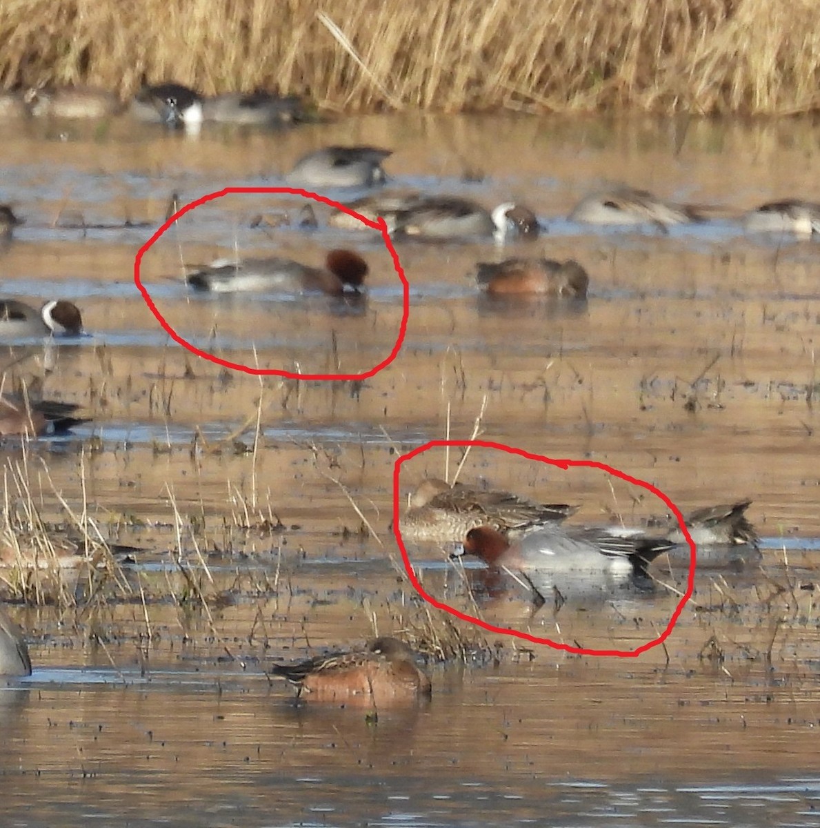 Eurasian Wigeon - ML647667089