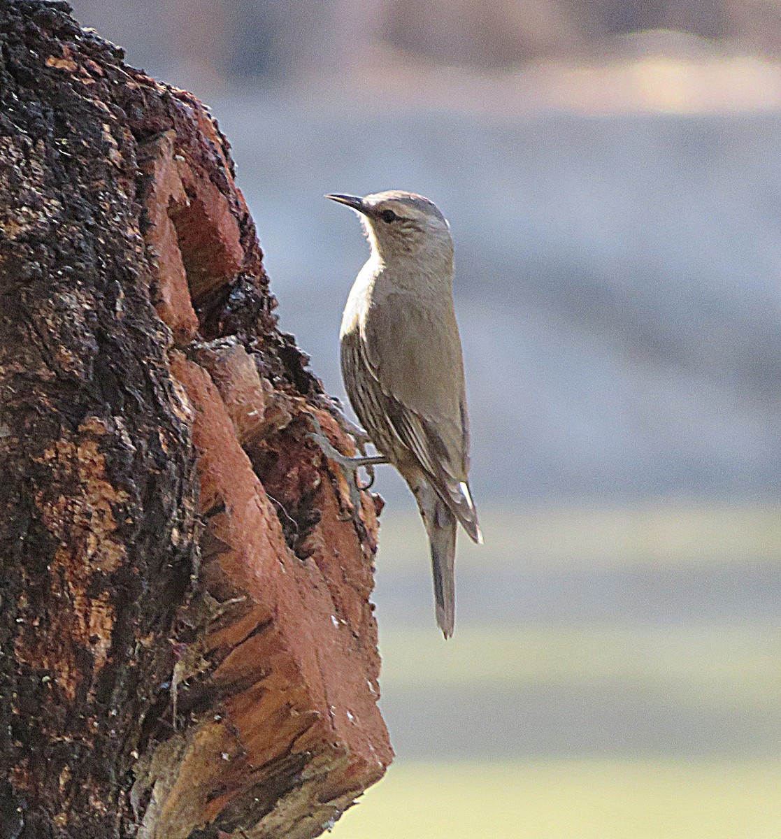 Brown Treecreeper - ML647667090