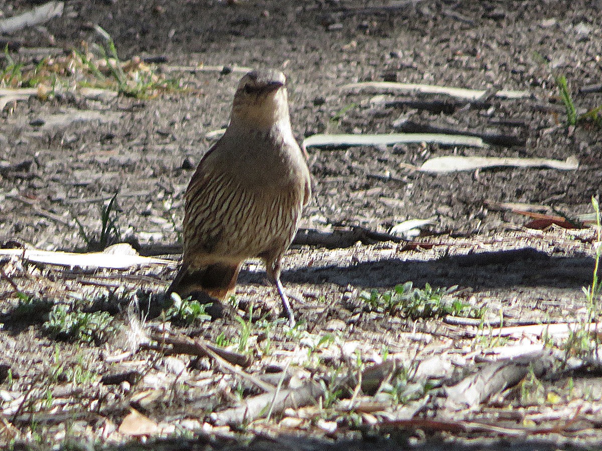 Brown Treecreeper - ML647667091