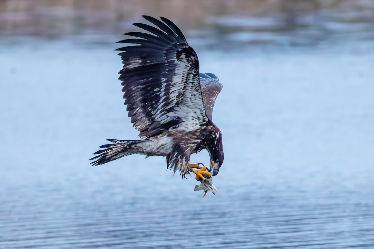 Bald Eagle - ML647667092