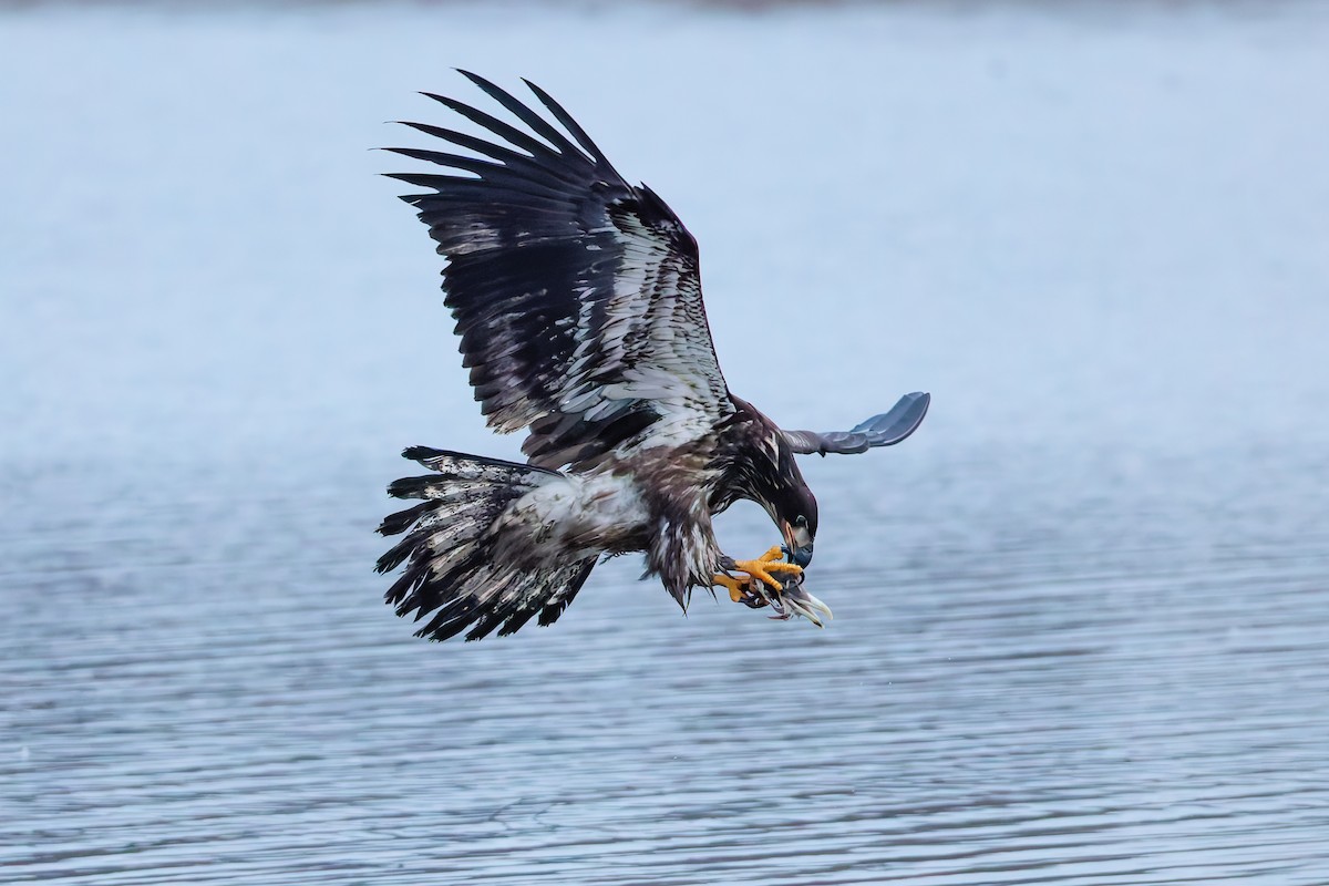 Bald Eagle - ML647667093