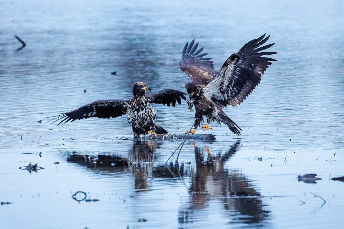 Bald Eagle - ML647667094