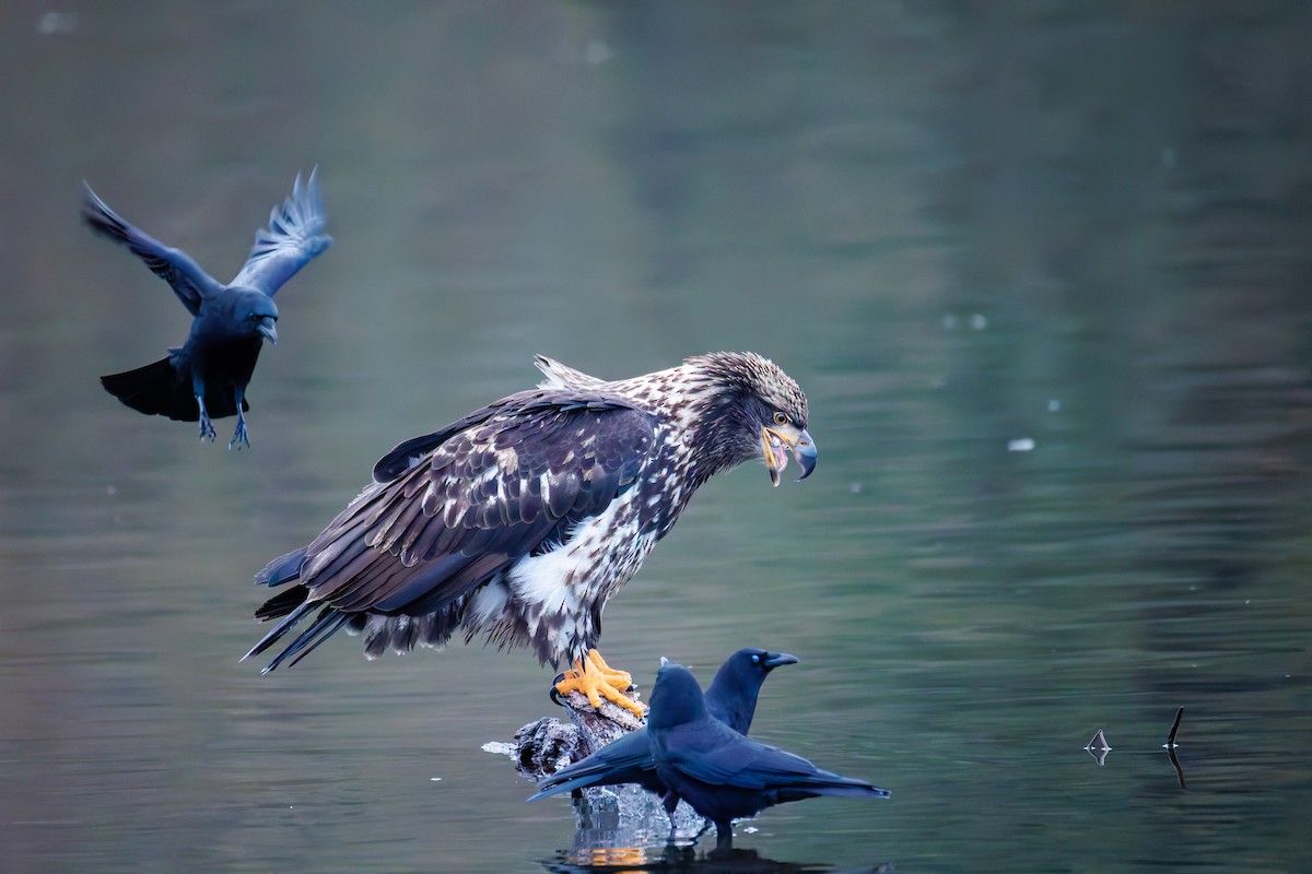 Bald Eagle - ML647667095