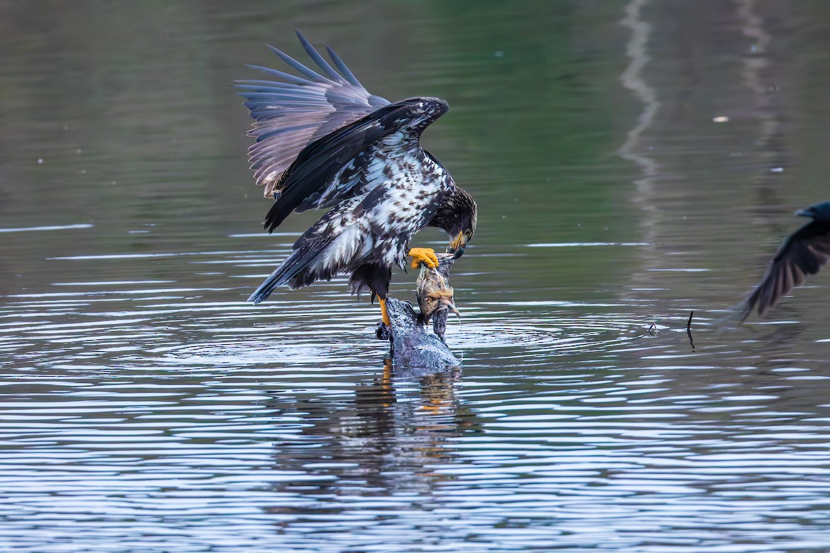 Bald Eagle - ML647667096