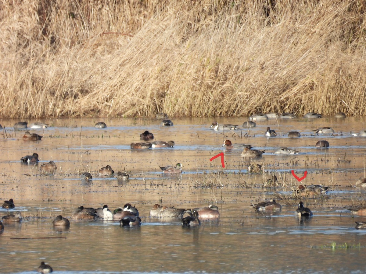 Eurasian Wigeon - ML647667097
