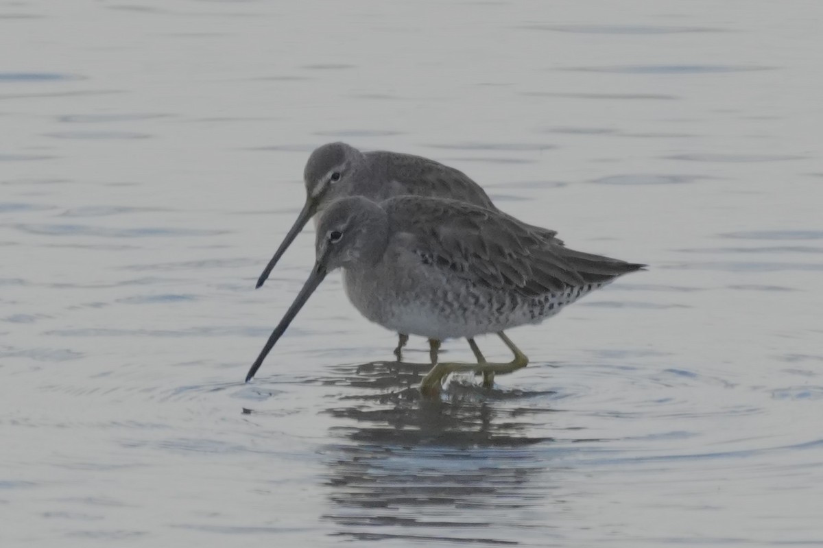 Long-billed Dowitcher - ML647667101