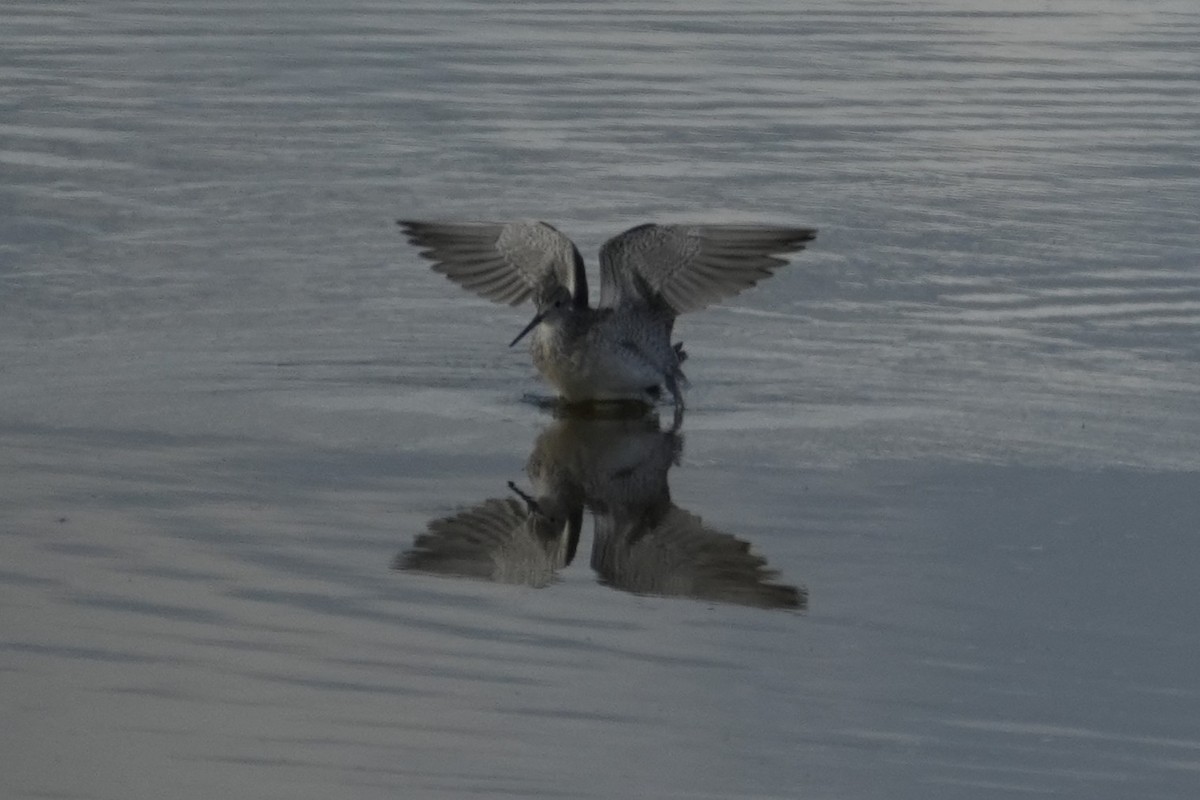 Greater Yellowlegs - ML647667102