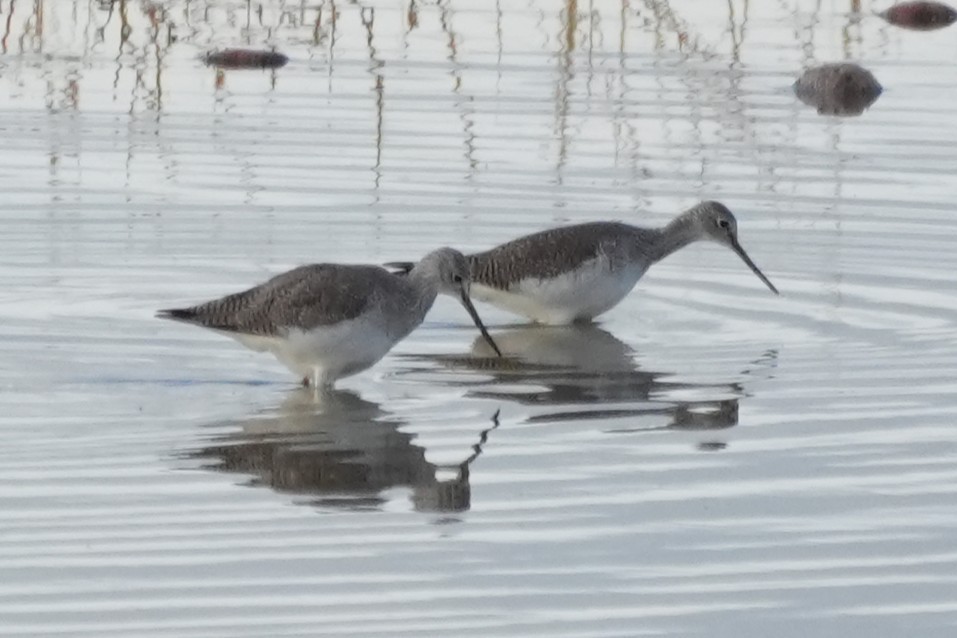 Greater Yellowlegs - ML647667103