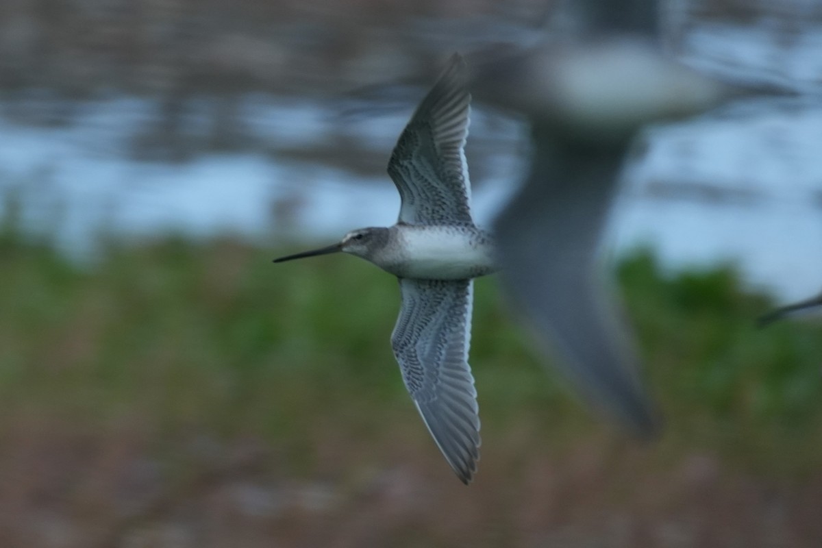 Greater Yellowlegs - ML647667104