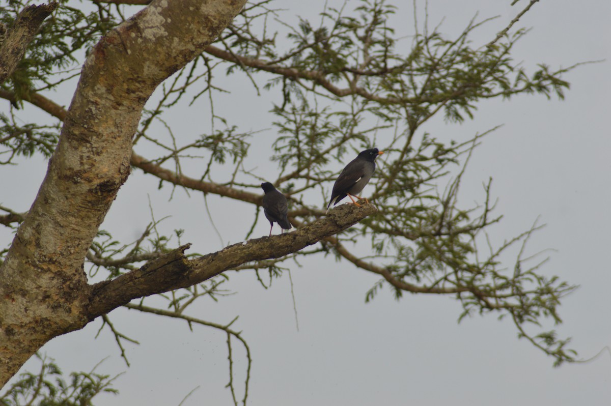 Jungle Myna - ML647667106