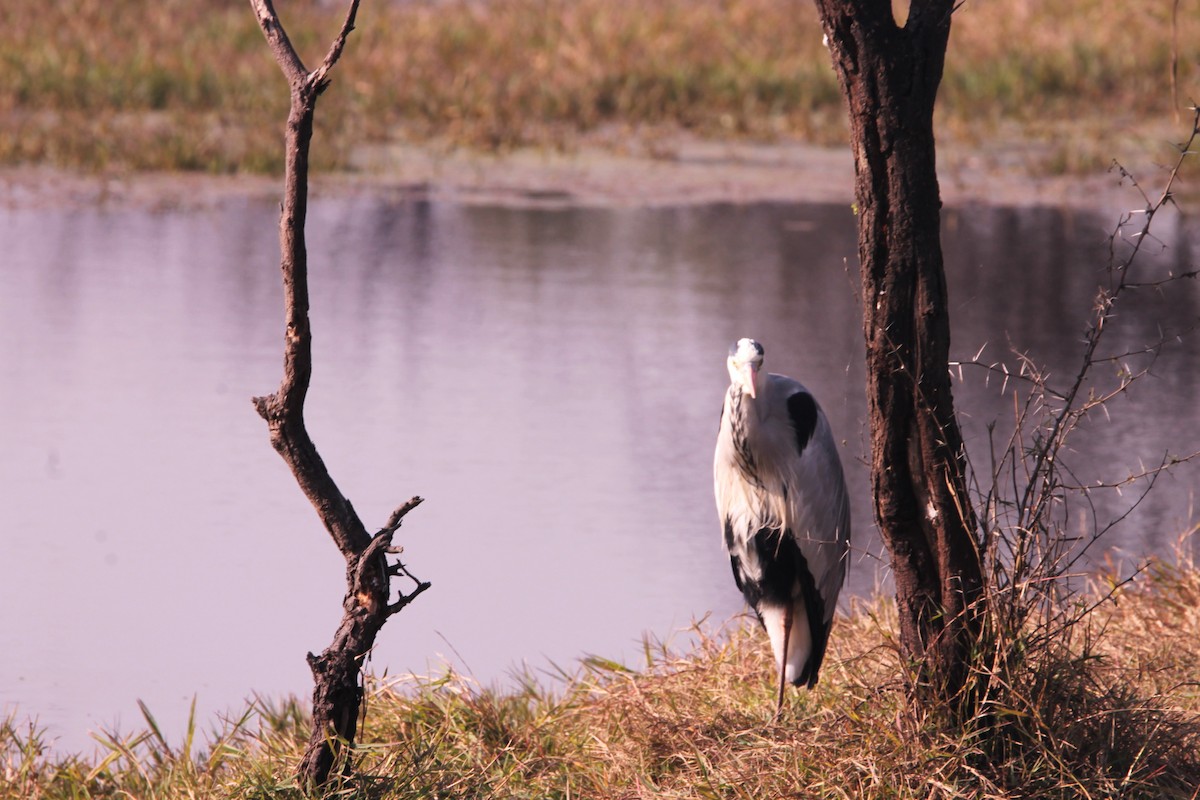 Gray Heron - ML647667112