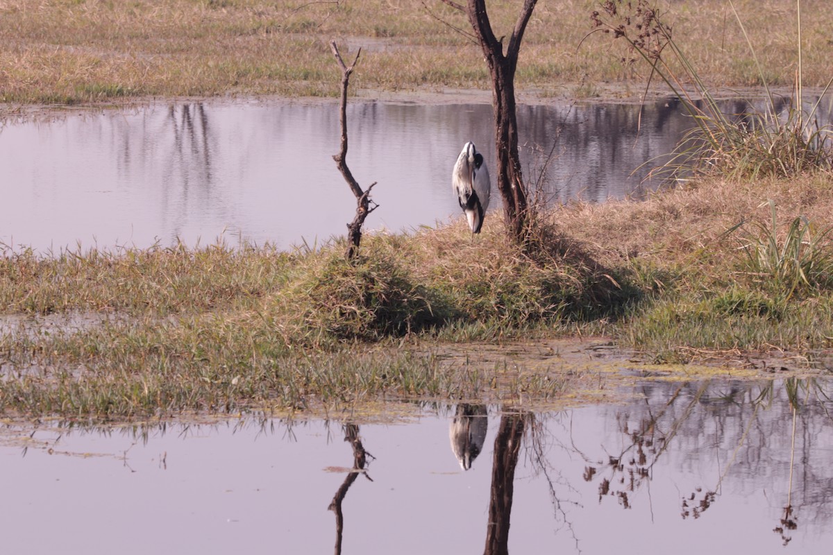 Gray Heron - ML647667113