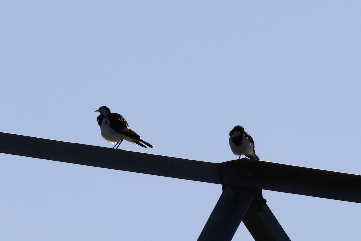 Magpie-lark - ML647667118