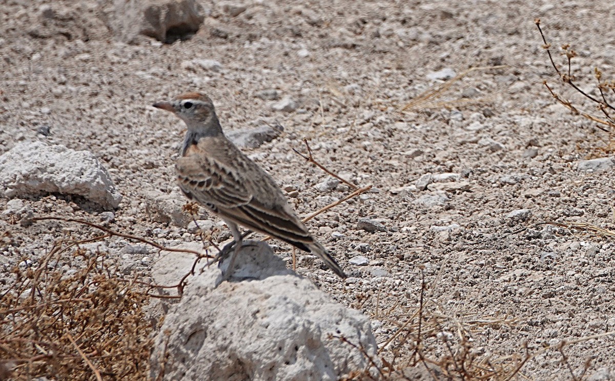 Red-capped Lark - ML647667120