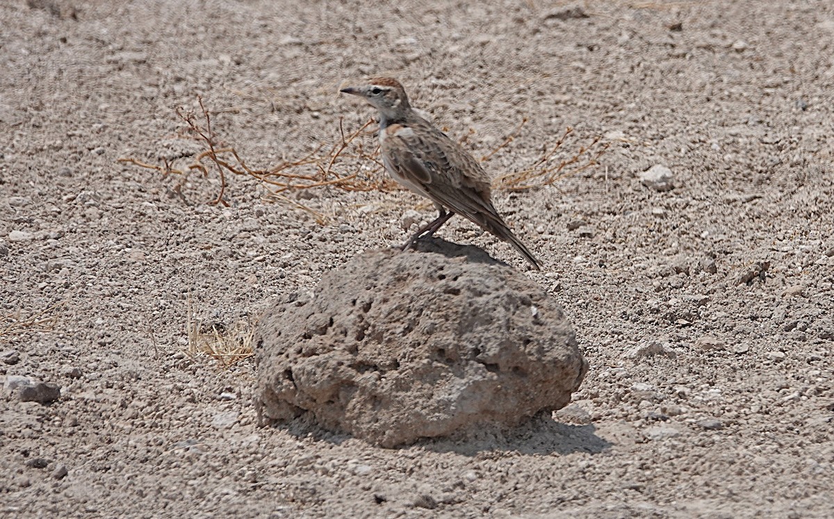 Red-capped Lark - ML647667121